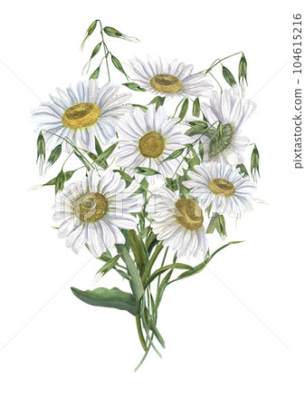Bouquet of daisy with wild oats isolated on white background. White Chamomile. Watercolor illustration of meadow flowers. For wedding invitation, birthday cards, poster, textile design, pattern 104615216