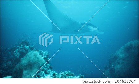 stunning manta ray hovers above a colorful and diverse coral reef 104615704