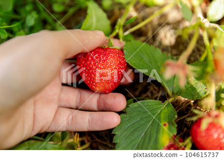 Gardening and agriculture concept. Woman farm worker hand harvesting red ripe strawberry in garden. Woman picking strawberries berry fruit in field farm. Eco healthy organic home grown food concept Gardening and agriculture concept. Woman farm worker hand harvesting red ripe strawberry in garden. Woman picking strawberries berry fruit in field farm. Eco healthy organic home grown food concept 104615737