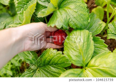 Gardening and agriculture concept. Woman farm worker hand harvesting red ripe strawberry in garden. Woman picking strawberries berry fruit in field farm. Eco healthy organic home grown food concept Gardening and agriculture concept. Woman farm worker hand harvesting red ripe strawberry in garden. Woman picking strawberries berry fruit in field farm. Eco healthy organic home grown food concept 104615739