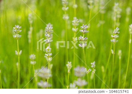 Lots of lavender flowers in the botanical garden. Lots of lavender flowers in the botanical garden. 104615741