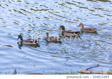 Photograph of Ducks paddling in the water at the Manapouri Boat Club in New Zealand Photograph of Ducks paddling in the water at the Manapouri Boat Club in New Zealand 104615865