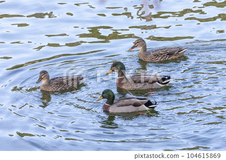Photograph of Ducks paddling in the water at the Manapouri Boat Club in New Zealand 104615869