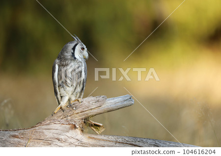 Northern white-faced owl, Otus leucotis, bird in the nature habitat. Owl in african savanna. Animal sitting on the tree branch. Wildlife scene from Africa. Northern white-faced owl, Otus leucotis, bird in the nature habitat. Owl in african savanna. Animal sitting on the tree branch. Wildlife scene from Africa. 104616204