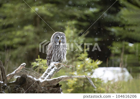 Owl in forest, Sweden. Great grey owl, Strix nebulosa, sitting on broken tree branch in snowy winter with green forest in background Owl in forest, Sweden. Great grey owl, Strix nebulosa, sitting on broken tree branch in snowy winter with green forest in background 104616206