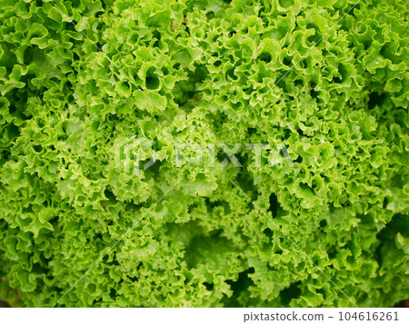 Lollo Rosso green lettuce farm fresh bio curly Lactuca sativa harvest farmer freshly growth bio harvesting vegetable spring stem stalk farmer farming grows vegetables ecology garden, organically grown 104616261