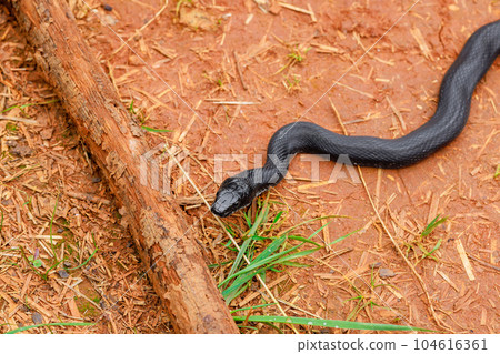 Among soil and lush vegetation of South Carolina black eastern ratsnake basked in summer sun. Among soil and lush vegetation of South Carolina black eastern ratsnake basked in summer sun. 104616361
