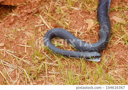 Black eastern ratsnake outside summer in South Carolina area among ground 104616367