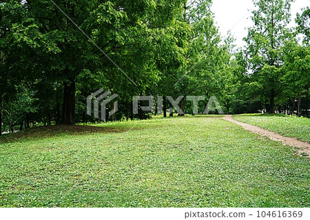 The park scenery The park scenery 104616369