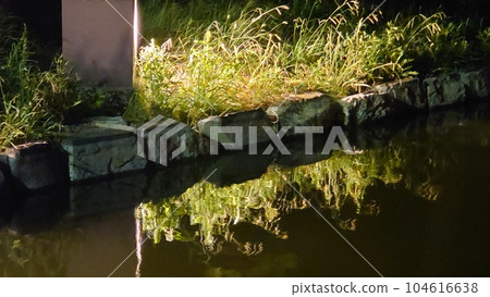 水面反射著發光的雜草 水面反射著發光的雜草 104616638