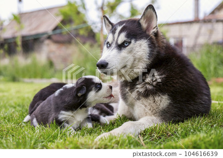 Cute little husky puppies playing with her dog mom outdoors on a meadow Cute little husky puppies playing with her dog mom outdoors on a meadow 104616639