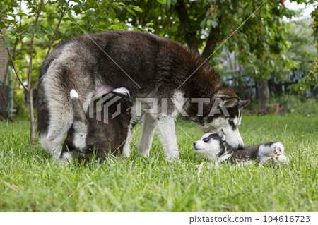 Cute little husky puppies playing with her dog mom outdoors on a meadow 104616723