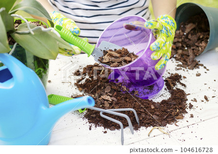 Transplant plants orchids. Woman is transplanting orchids plant into the new pot 104616728