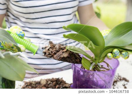 Transplant plants orchids. Woman is transplanting orchids plant into the new pot 104616738