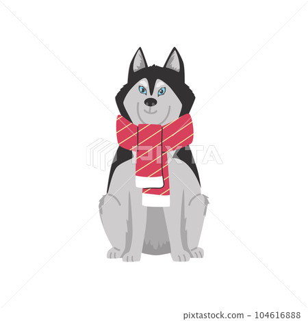 Cute Siberian husky dog wearing scarf, cartoon flat vector illustration isolated on white background. 104616888