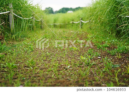 The park scenery The park scenery 104616933