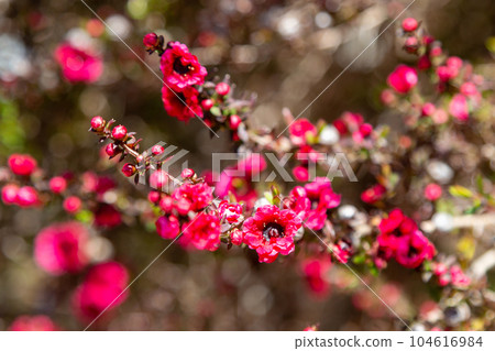 Close-up of New Zealand Tea Bush plant with dark leaves and red flowers Close-up of New Zealand Tea Bush plant with dark leaves and red flowers 104616984
