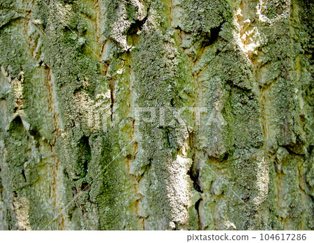Tree bark. Close up photo. Tree bark. Close up photo. 104617286