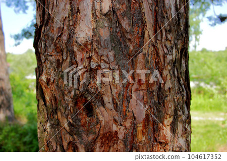 Pine tree trunk. Close up photo. 104617352