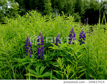 Lupin flowers in the green grass in summer. Lupin flowers in the green grass in summer. 104617414