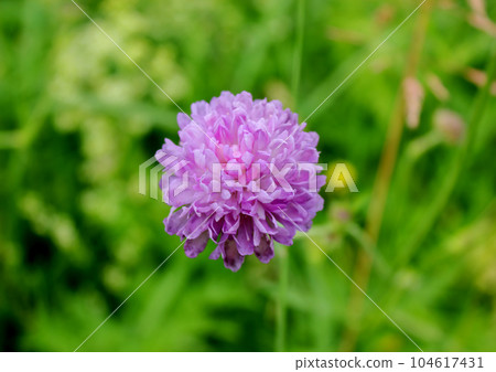 A field wild lilac flower in the green grass. A field wild lilac flower in the green grass. 104617431
