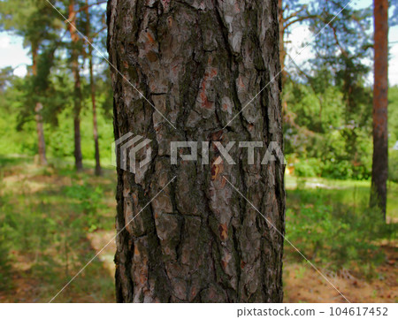 Pine tree trunk. Close up photo. Pine tree trunk. Close up photo. 104617452