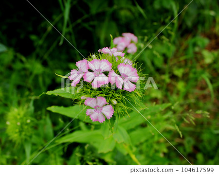 Carnation flower in the green grass. Carnation flower in the green grass. 104617599