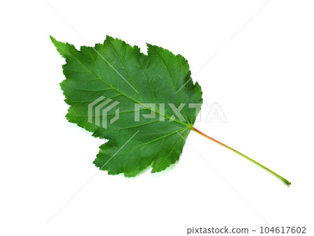 Maple tree leaf isolated on a white background. Maple tree leaf isolated on a white background. 104617602
