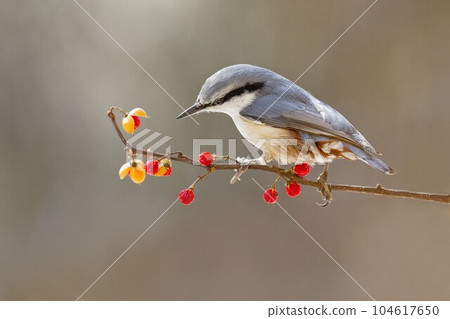 蓼科高原的 Zumi no Mi no Nuthatch 104617650