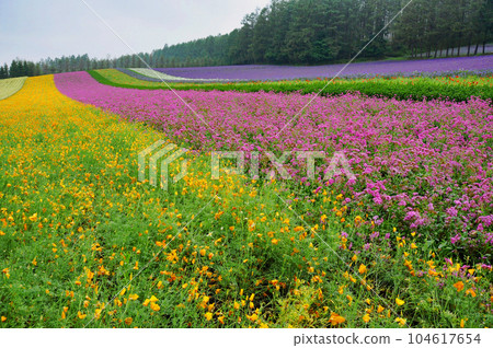 北海道 富良野 美瑛 色色之丘 花畑 104617654