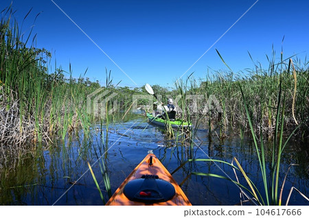 Active senior kayaking amidst tall reeds in Everglades National Park, Florida. Active senior kayaking amidst tall reeds in Everglades National Park, Florida. 104617666