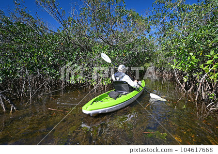 Active senior kayaking in mangrove tunnel in Everglades National Park. 104617668