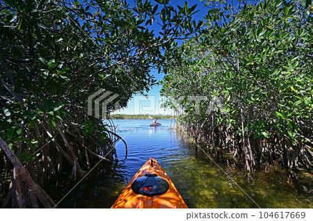 Woman kayaking through mangrove arch in Everglades National Park, Florida. Woman kayaking through mangrove arch in Everglades National Park, Florida. 104617669