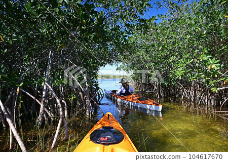 Woman kayaking through mangrove arch in Everglades National Park, Florida. Woman kayaking through mangrove arch in Everglades National Park, Florida. 104617670