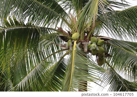 仰望一棵椰子樹,上面有深綠色的葉子和淺綠色的果實 仰望一棵椰子樹,上面有深綠色的葉子和淺綠色的果實 104617705