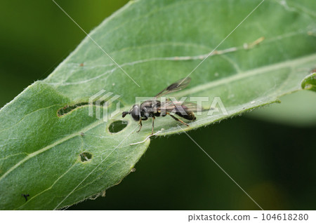 Closeup on a Smudge-winged Pipiza lugubris hoverfly, sitting on a green leaf Closeup on a Smudge-winged Pipiza lugubris hoverfly, sitting on a green leaf 104618280