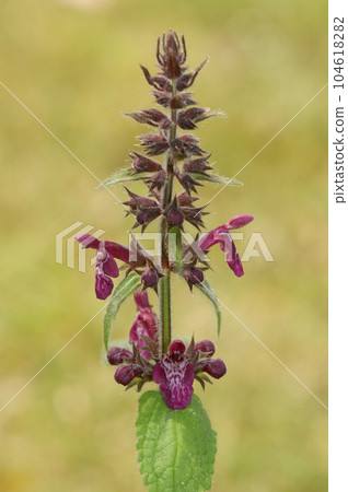 Vertical closeup on a dark purple flowering Hedge woundwort Stachys sylvatica Vertical closeup on a dark purple flowering Hedge woundwort Stachys sylvatica 104618282