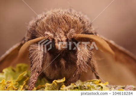 Closeup shot of the swallow prominent moth, Pheosia tremula, sitting on a twig Closeup shot of the swallow prominent moth, Pheosia tremula, sitting on a twig 104618284