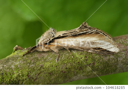 Closeup shot of the swallow prominent moth, Pheosia tremula, sitting on a twig 104618285