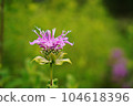 flower 104618396