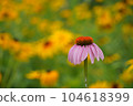 flower 104618399