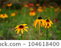 flower 104618400