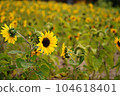 sunflower 104618401