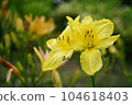 lily flower 104618403