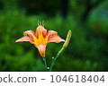 lily flower 104618404