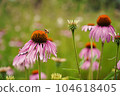 flower 104618405