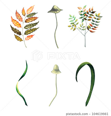 Watercolour set with autumn wild forest leaves, blueberry herbs, fungus, toadstool, branch, grass. Hand drawn illustration on white background Watercolour set with autumn wild forest leaves, blueberry herbs, fungus, toadstool, branch, grass. Hand drawn illustration on white background 104619981