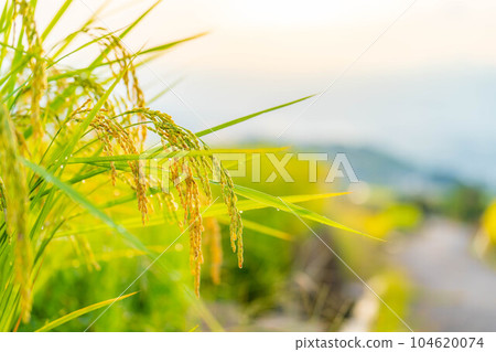 [Rice material] Rice in terraced rice fields in Nakano in the morning [Yamanashi Prefecture] 104620074