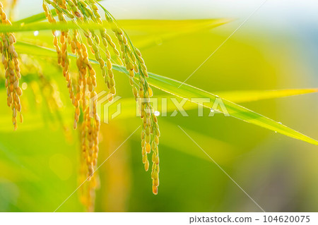 [Rice material] Rice in terraced rice fields in Nakano in the morning [Yamanashi Prefecture] 104620075