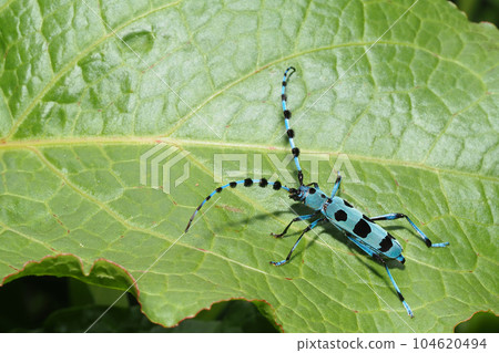 Ruri Boshikiki 104620494